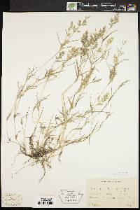 Eragrostis hypnoides image