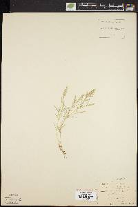 Eragrostis hypnoides image