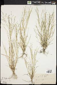 Eragrostis pectinacea var. pectinacea image