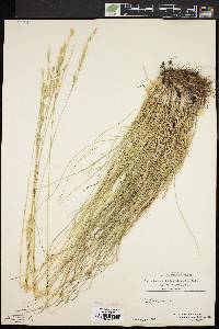 Festuca ovina image