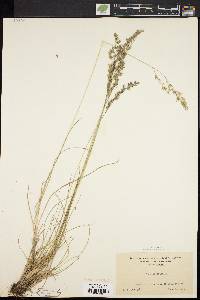 Festuca ovina image