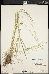 Festuca subverticillata image