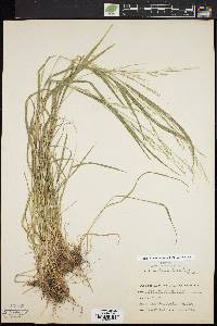 Festuca subverticillata image