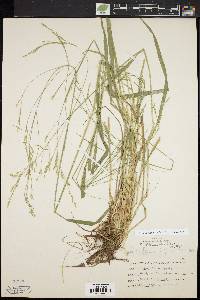 Festuca subverticillata image