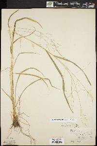 Festuca subverticillata image