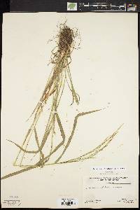 Festuca subverticillata image