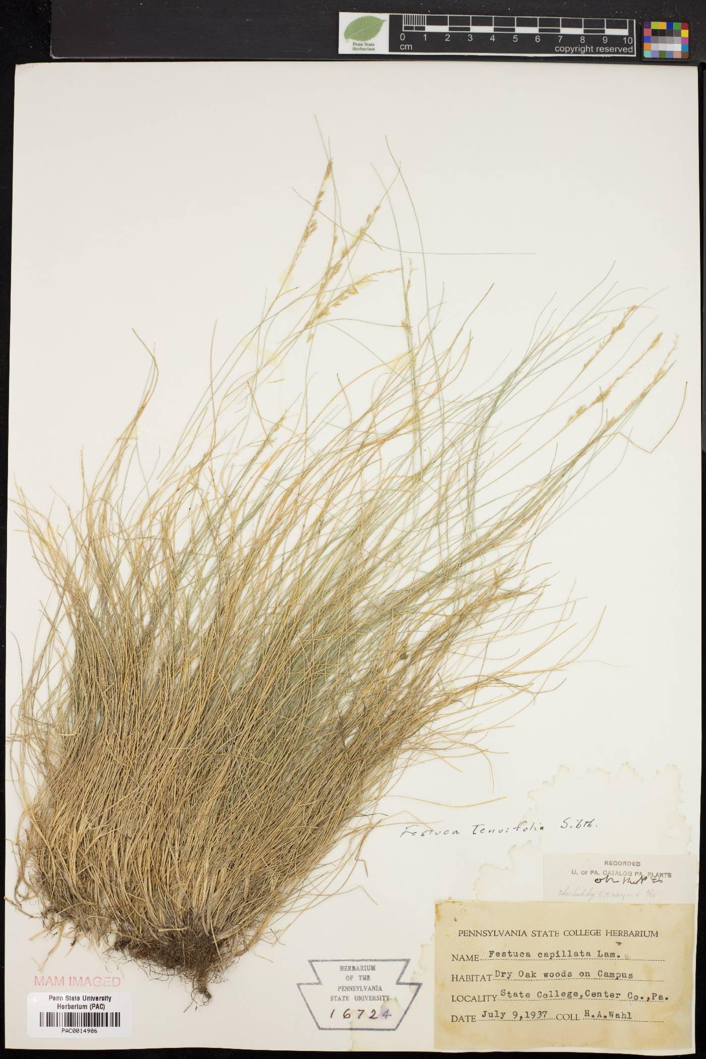 Festuca filiformis image