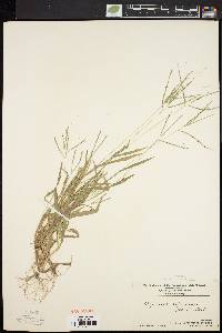 Digitaria ischaemum image