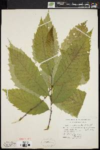 Castanea dentata image