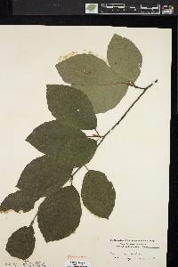 Fagus sylvatica image