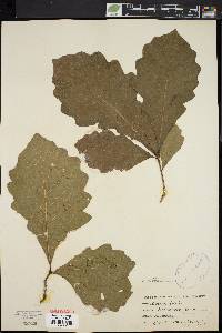 Quercus bicolor image