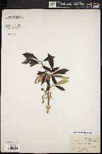 Quercus bicolor image