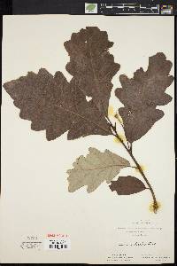 Quercus bicolor image