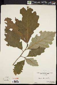 Quercus bicolor image