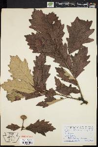 Quercus bicolor image