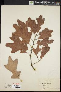 Quercus ilicifolia image