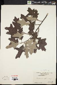 Quercus ilicifolia image