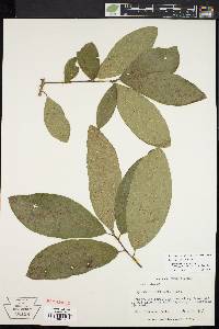 Quercus imbricaria image