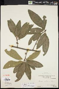 Quercus imbricaria image