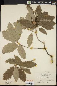 Quercus prinoides image