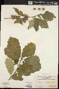 Quercus prinoides image