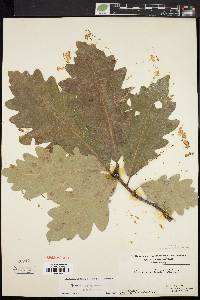 Quercus × saulii image