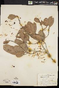Image of Quercus inopina