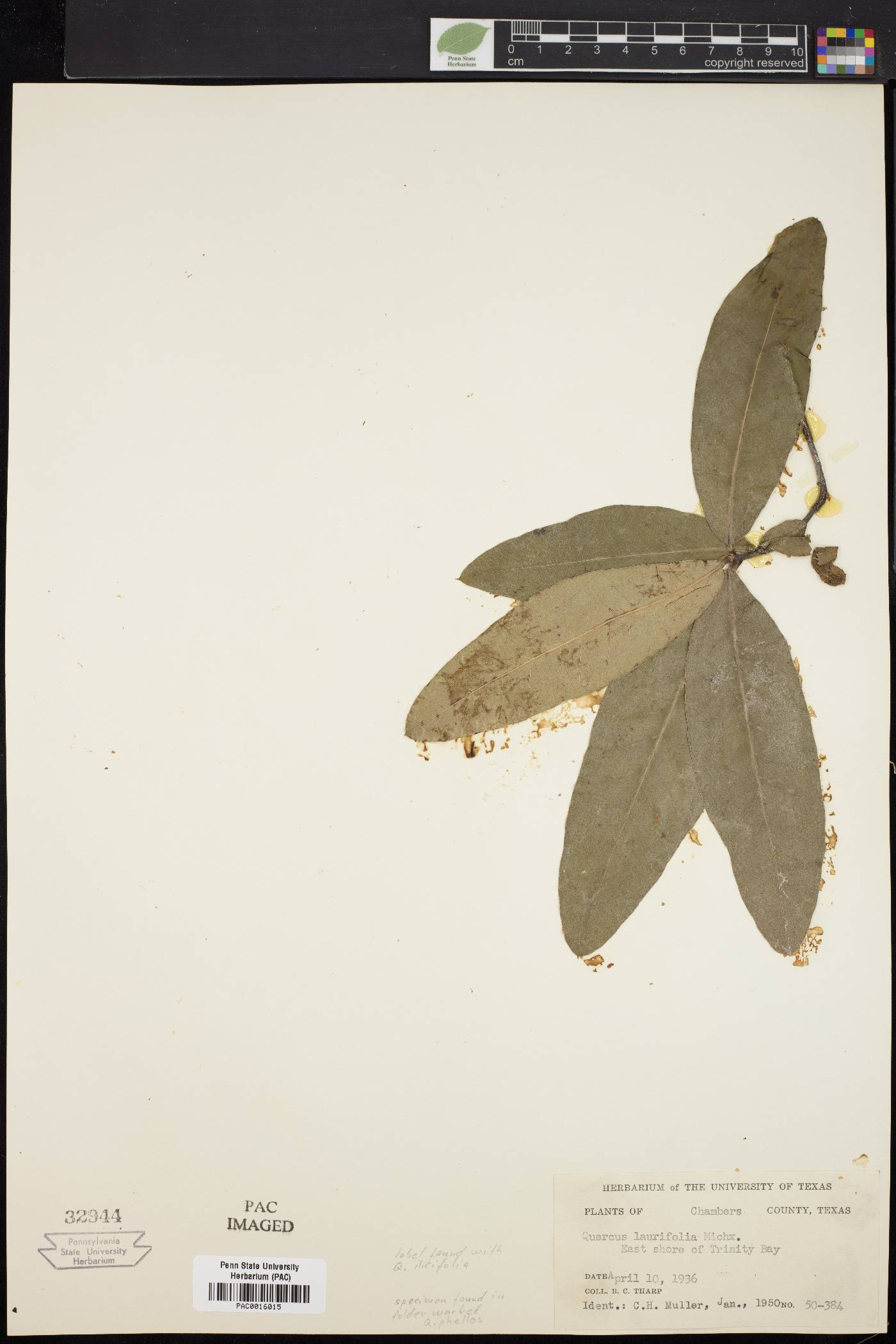 Quercus laurifolia image