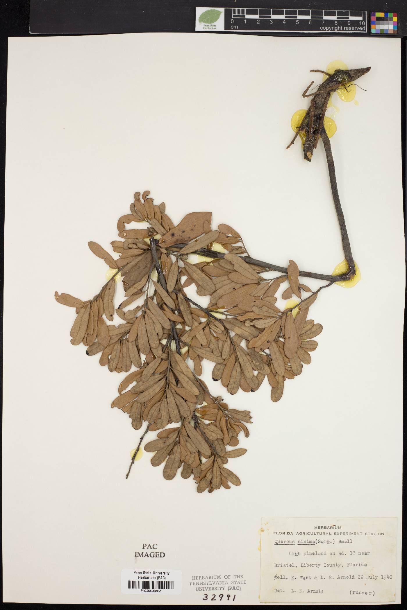 Quercus minima image