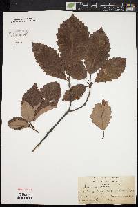 Quercus montana image