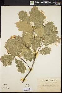 Image of Quercus morehus