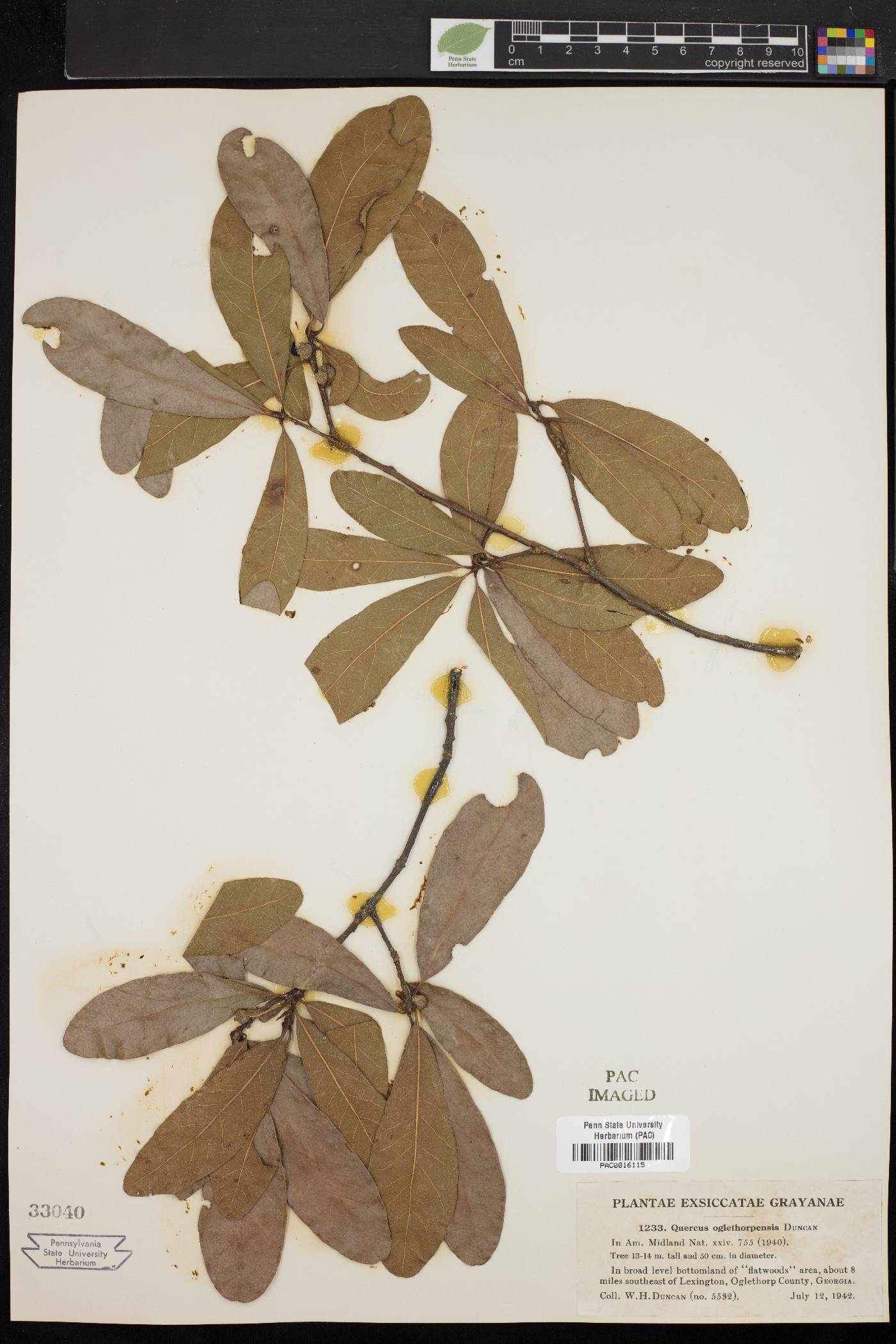 Quercus oerstediana image