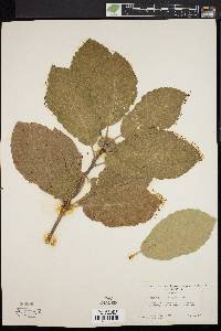 Image of Quercus sadleriana