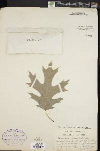 Quercus shumardii image