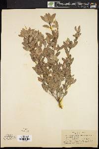 Quercus vaccinifolia image