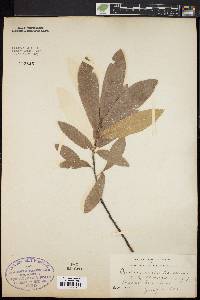 Image of Quercus variabilis