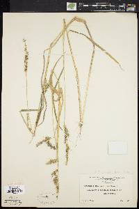 Echinochloa muricata var. muricata image