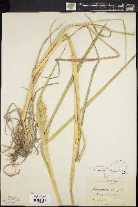 Echinochloa muricata var. muricata image