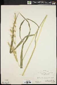 Echinochloa muricata var. muricata image