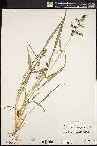 Echinochloa muricata var. muricata image