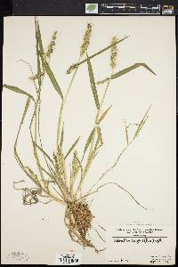 Echinochloa muricata var. muricata image