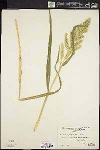 Echinochloa muricata var. muricata image