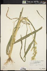 Echinochloa muricata var. muricata image