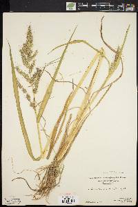 Echinochloa muricata var. muricata image