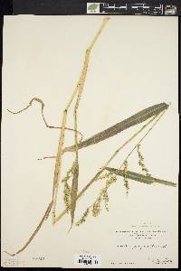 Echinochloa muricata var. muricata image
