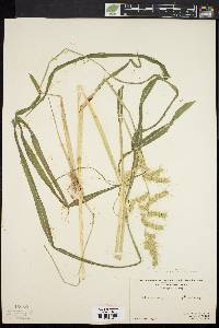 Echinochloa muricata var. muricata image