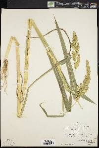 Echinochloa muricata var. muricata image