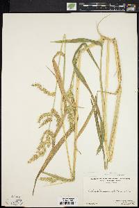 Echinochloa muricata var. muricata image