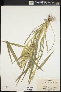 Echinochloa muricata var. muricata image