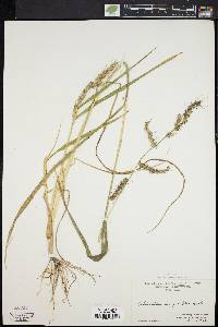 Echinochloa muricata var. muricata image